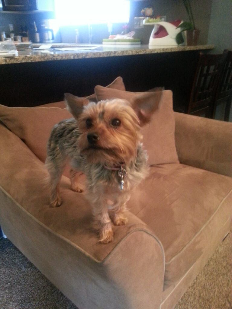 Smart Purifiers That Target Pet Dander: What Actually Works